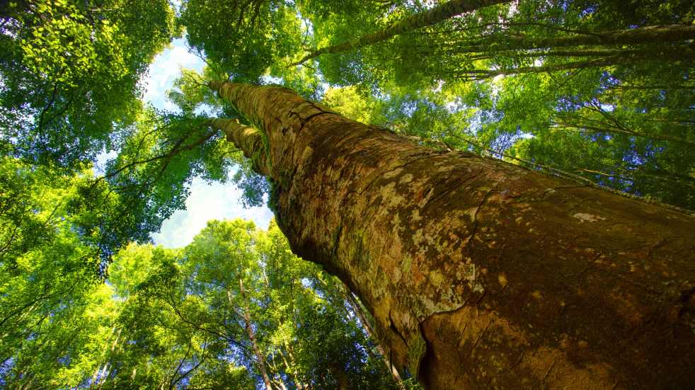 forest canopy and tree trunk